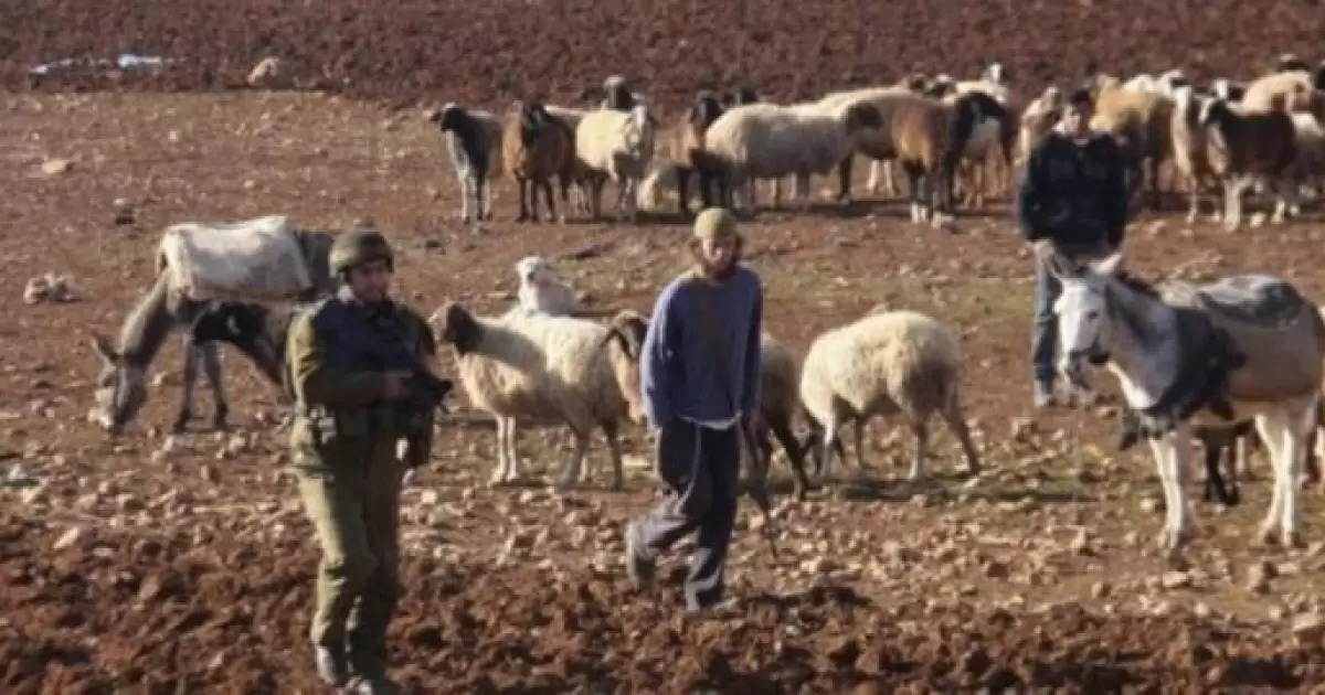 مستعمرون يرعون مواشيهم في أراضي المواطنين في تجمع "عين العوجا" | شبكة يافا الإخبارية