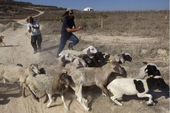 مستعمرون يعتدون على راعي أغنام في مادما | شبكة يافا الإخبارية