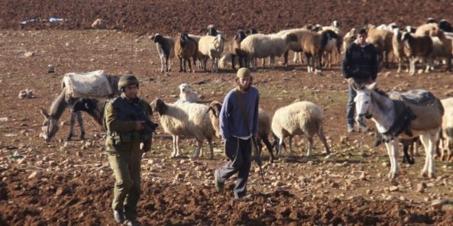 مستعمرون يهاجمون رعاة أغنام في قرية الجوايا جنوب الخليل | شبكة يافا الإخبارية