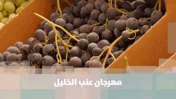 افتتاح مهرجان أيام العنب الخليلي في البلدة القديمة | شبكة يافا الإخبارية