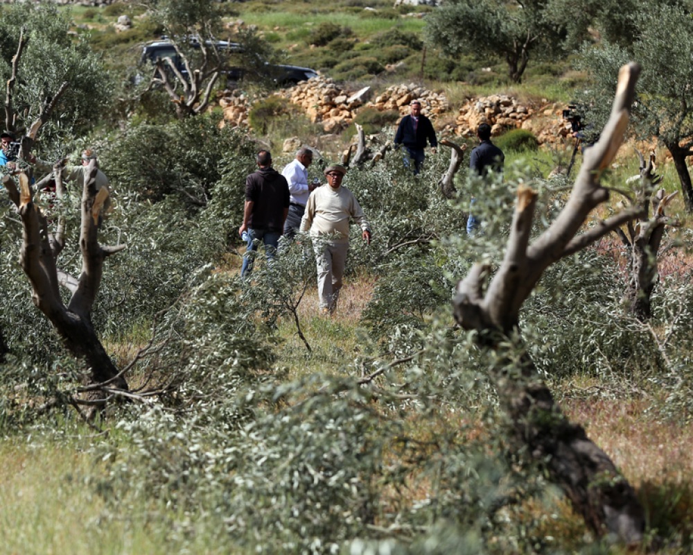 مستعمرون يهدمون خيمة ويحطمون أشجار زيتون ويعطبون خزانات مياه بمسافر يطا | شبكة يافا الإخبارية