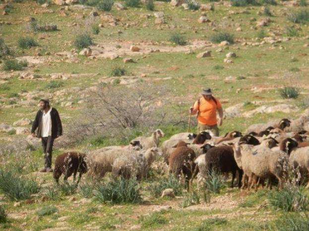 مستعمرون يتلفون محاصيل زراعية ويرعَون ماشيتهم في أراضي المواطنين جنوب الخليل | شبكة يافا الإخبارية