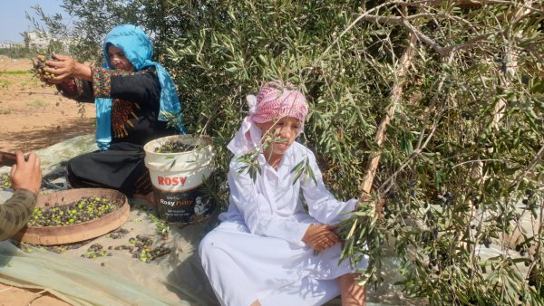 "الزراعة": بدء موسم قطف الزيتون في الثاني عشر من الشهر المقبل | شبكة يافا الإخبارية